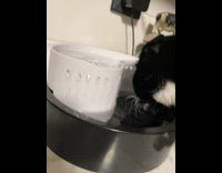 Black white cat lick drink water loudly