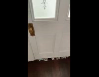 Dogs rip pillow foam scattered all around