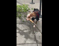 Dog trying to bring home entire tree branch 
