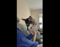 Dog demands more pets from girl couch
