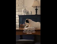 Collab Clips MPUGC - White cat drinking water from glass