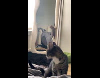 Cat looks like its having regrets 