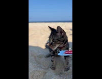 Pet cat eats treat on the beach