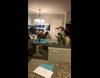 Big muzzled brown dog standing by door