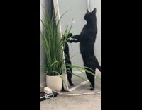 Collab PLC - Black cat stands at mirror licks body