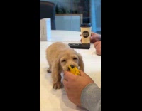 Sleepy dog bites and tugs the wrapper