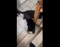 Labrador approaches big brother Corgi to play 