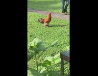 Collab DailyDoseOfInternet - Brown chicken cock a doodle doo grass