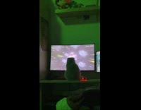 Cat sits front of monitor watches video