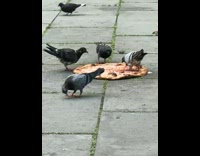 Pigeons eat dropped pizza at park