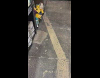 White rat with large nose pet shop