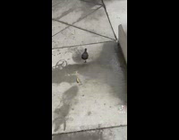 One legged black bird flying around tables 