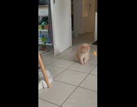 Cat watches a ping pong ball bounce