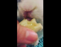 Black white bunny eats banana