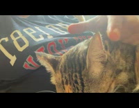 Woman pokes brown cats ears 