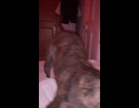 Dog pulls blanket owner gives middle finger