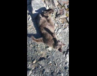Gray Cat Rolls Over on Rough Stones