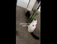 Collab Clips MPUGC - Three legged cats tries to fight