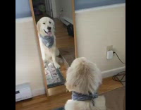 Golden retriever dog morning routine coffee newspaper 