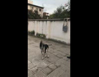 black white dog jumping bubbles