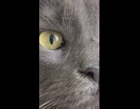 Pet cat with freckles on its left eye only