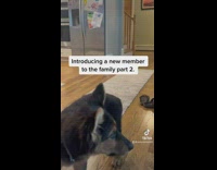 Collab BitchMP - Man comes home doesnt believe wife got new dog 