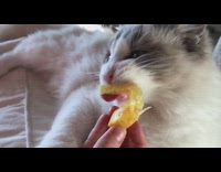 Cat on couch eats orange slice 