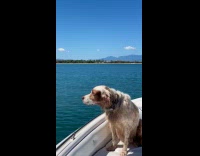 Collab AnimalIG - Wet dog sees dolphin at the ocean