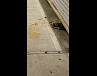 Raccoon reaches under rolling steel door for french fry 