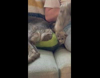 Dog gets comfortable on couch and forces cat into corner 