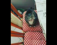 Guy give ham to cat and wheeze