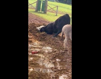 Cattle rubs face on mud beside donkey