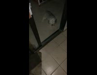 Dog thinks door is closed 