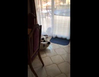 Pet cat growls to the other cat outside the glass door