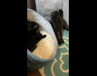 Cat punches other in the face 