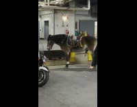 Horses wait outside in parking garage in the middle of the city