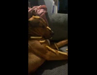 Owner stacks french fries on dog