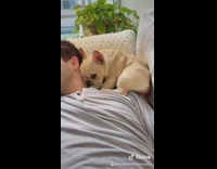 Collab BitchIG2 - Guy on couch with frenchie dog trying to lay in his shoulder