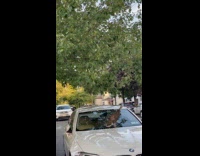 Collab WINY - Turkey standing on cars windshield 