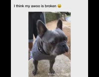 Grey dog howls to sirens 