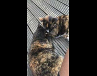 Two black brown cats groom each other 