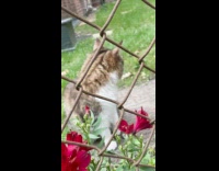 Cat sits behind the chain link fence
