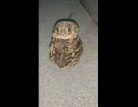 Collab BitchMP - Stacking three frogs