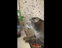 Cat staring at pigeon bird out window 