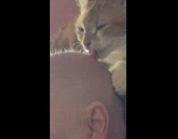 Orange white cat lick grandma bald head