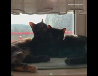 Two cats window sill one grooms other 
