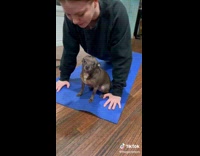 Collab BitchIG2 - Little dog angry at woman doing push ups on it 