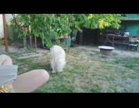 Large white dog eat cherries from tree backyard