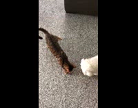 Cat and dog play with stick toy 