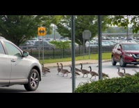 Geese Cross Street and Caused Traffic Congestion